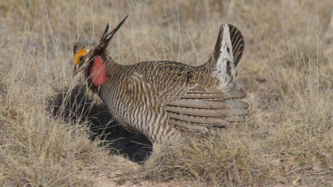 Could Abandoned Homesteads Help Keep the Sage Grouse Off the Endangered Species List?