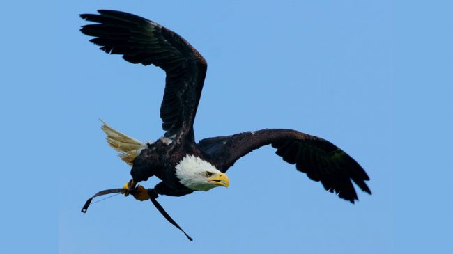 The Still-Problematic State of the Birds 2014 Report: Giving the Endangered Species Act Sole Credit for the Bald Eagle’s Recovery