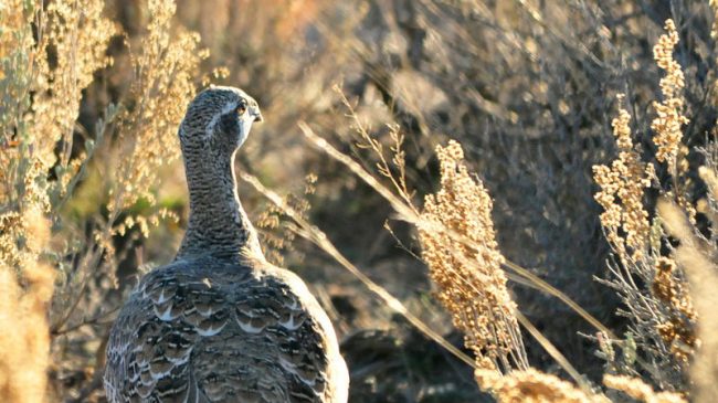 Federal Overreach, the Gunnison Sage Grouse, a Lawsuit, and Politics
