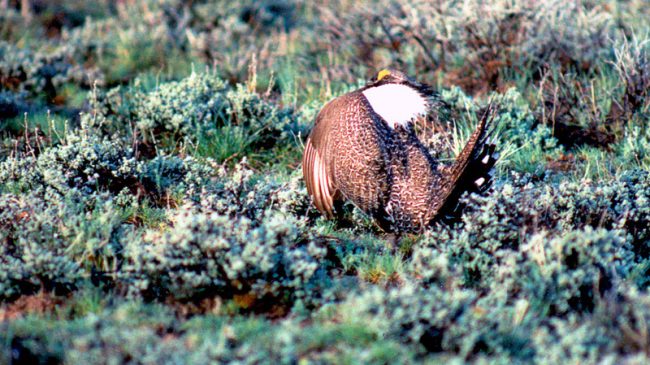 ‘Sage Grouse Success is Inextricably Linked to Ranching and Farming in the West,? according to the co-author of a groundbreaking new study.