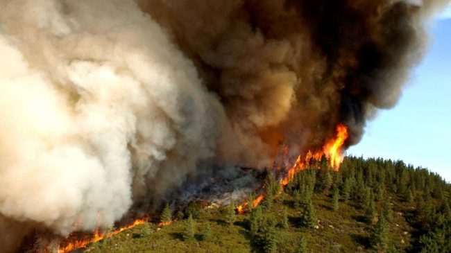 Devastating Fires Show Forest Management Reforms Are Badly Needed