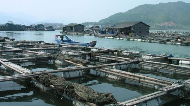 Opportunities and Regulatory Challenges for U.S. Marine Aquaculture Development