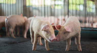 Supreme Court hears pork producers’ challenge to unlawful California animal rights law