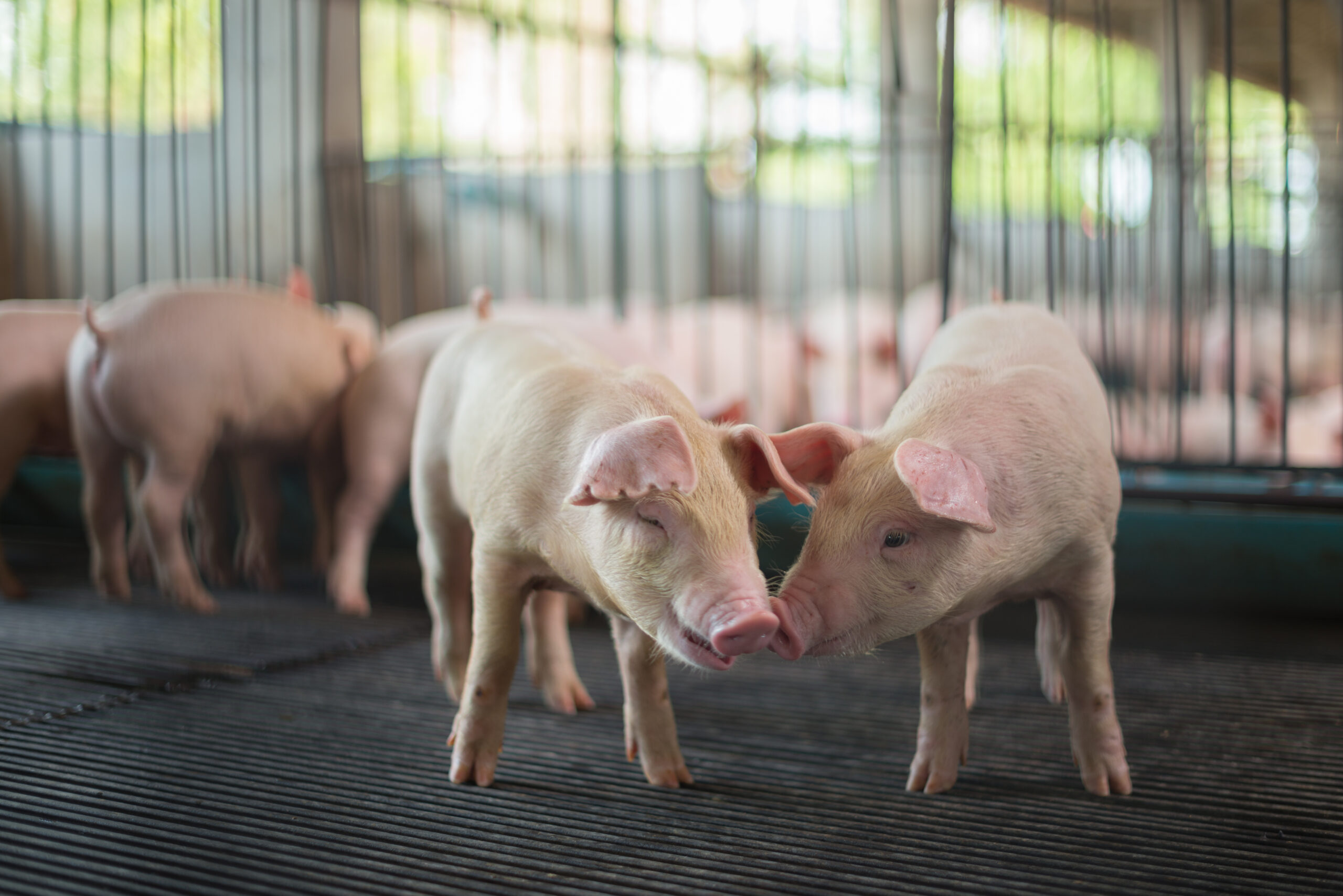 SCOTUS hears pork producer challenge to California animal rights law