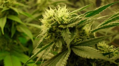 Medical cannabis access under probation and parole: Removing barriers to doctor-recommended treatment