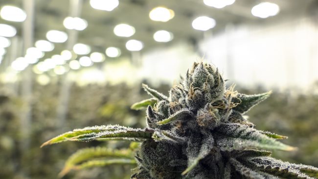 California Counties Go Rogue on Legalized Marijuana