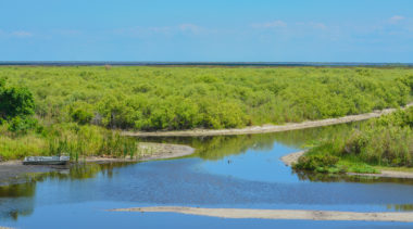 Florida Legislation Addresses Toxic Blue-Green Algae Blooms