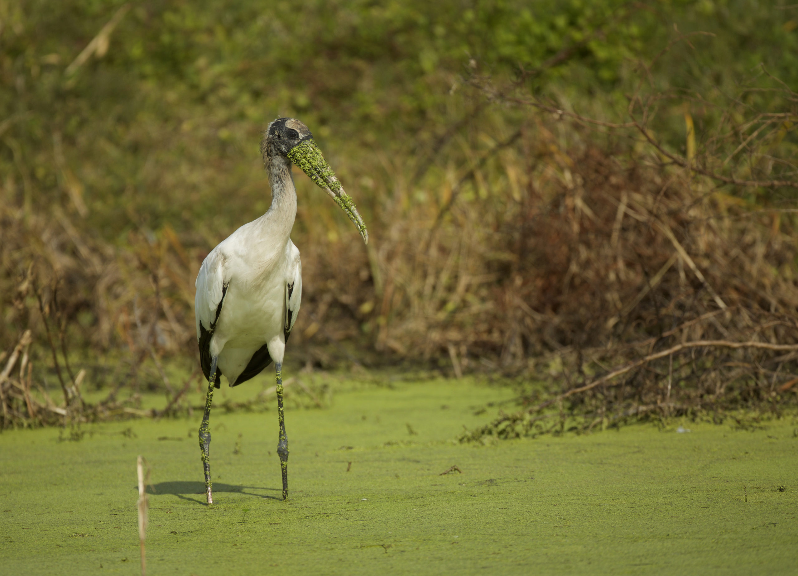 BlueGreen 2018 - Fish & Wildlife Foundation of Florida