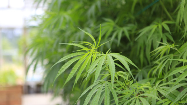 Marijuana Legalization Could Address Criminal Justice Reform and State Revenue Concerns