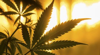 Does Legalizing Marijuana Reduce Crime?