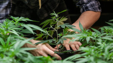 New Jersey’s Ill-Advised Rush to Implement Marijuana Regulations