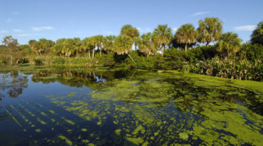 Tackling Florida’s Blue-Green Algae Crisis Is Going to Be a Key to Economic Recovery