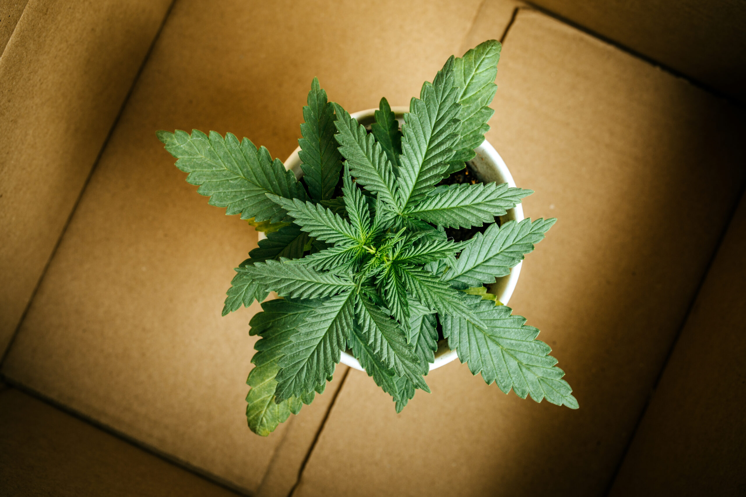 California s Marijuana Delivery Law Is Clearer Than It Seems