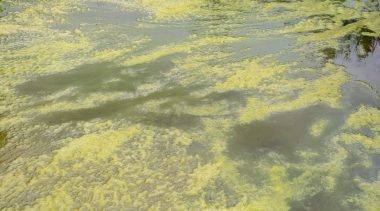 Florida Task Force Makes Good Start in Tackling Blue-Green Algae