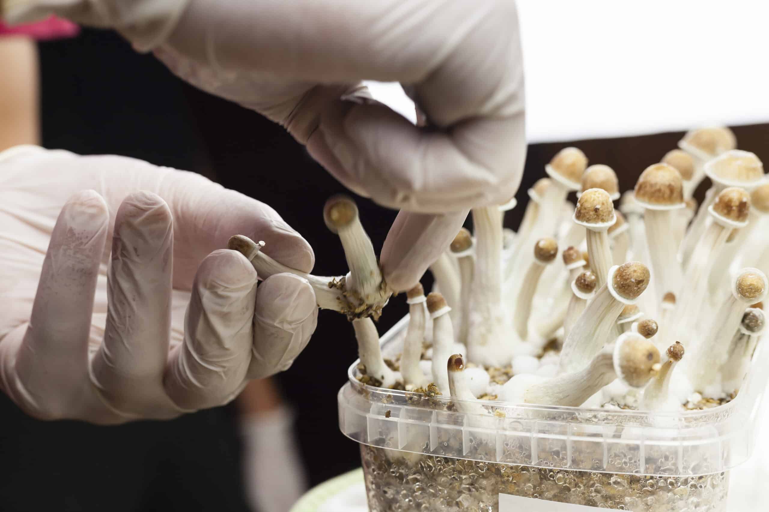 The latest on proposed psychedelics legalization in states