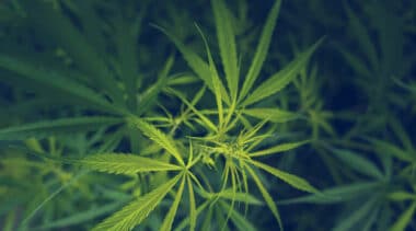 Cannabusiness lawsuit highlights need for Congress to clarify federal treatment of marijuana