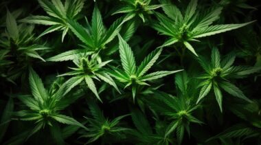 The implications of federal cannabis rescheduling
