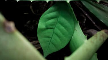 Mississippi and West Virginia to join Texas ibogaine initiative 