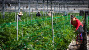 California should eliminate the cannabis cultivation tax and reduce the retail excise tax