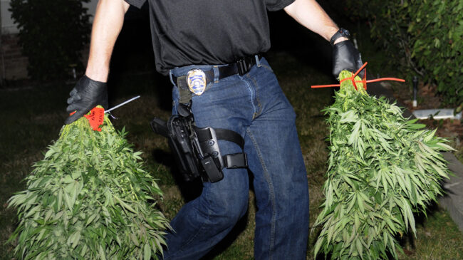 How state reforms changed federal enforcement of marijuana prohibition